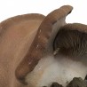 Balla di Funghi Cardoncello (Pleurotus Eringii) 4 Kg
