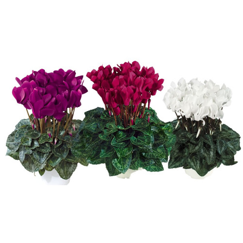 Pianta di Ciclamino vaso 14