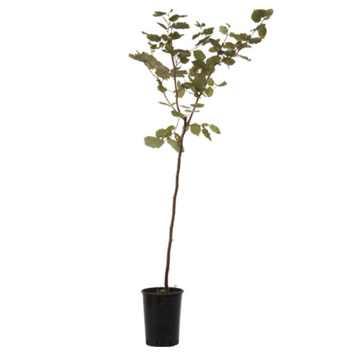 Pianta di Albicocca Precoce d'imola (Prunus Armeniaca Vulgaris) in fitocella