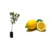 Pianta di limone Femminello Siracusano 2KR (Citrus limon L. Burm) in fitocella