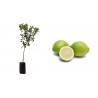 Pianta di Lime (Citrus aurantifolia) in fitocella