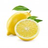 Pianta di Limone 4 Stagioni (Cistrus limon) in fitocella
