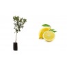 Pianta di Limone Lunario (Cistrus limon) in fitocella
