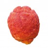 Pianta di Limone a Buccia Rossa (Citrus limonimedica pigmentata) in fitocella