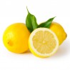 Pianta di Limone Femminello a zagara bianca (Cistrus limon) in fitocella