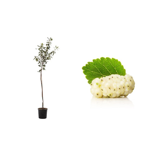 Pianta di Gelso Bianco (Morus alba) in fitocella