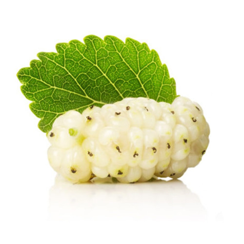 SAFLAX – Moro Bianco (Morus Alba) – 200 Semi Con Substrato Di Cocco, Perfetto Per Bonsai E Bachicoltura