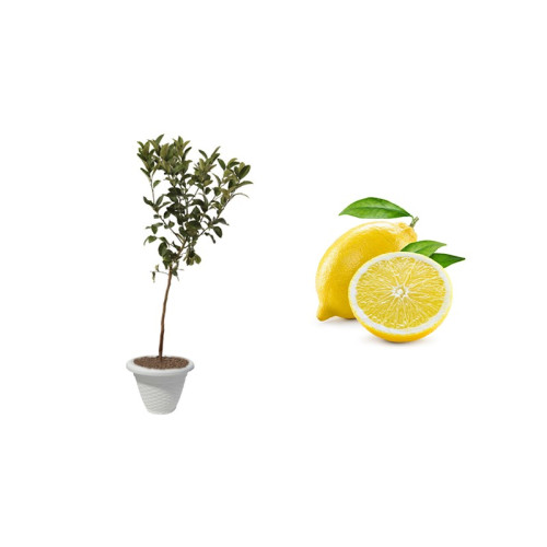 Pianta di Limone 4 Stagioni (Cistrus limon) in vaso