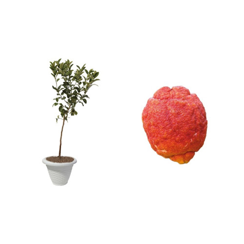 Pianta di Limone a Buccia Rossa (Citrus limonimedica pigmentata) in vaso