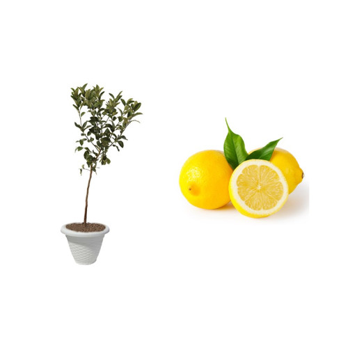 Pianta di Limone Femminello a zagara bianca (Cistrus limon) in vaso