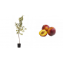Pianta di Pesco Indipendence (Prunus Persica) in fitocella