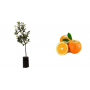 Pianta di Arancio Vaniglia (Citrus Sinensis) in Fitocella
