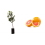 Pianta di Arancio Navel Cara Cara (Citrus Sinensis) in Fitocella