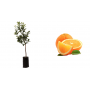 Pianta di Arancio Washington (Citrus Sinensis) in Fitocella