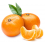 Pianta di Mandarino Comune (Citrus Reticulata) in Fitocella