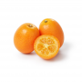Pianta di Mandarino Cinese Kumquat (Fortunella Japonica) in Fitocella