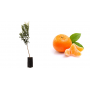 Pianta di Mandarino Tardivo di Ciaculli (Citrus Reticulata) in Fitocella