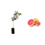 Pianta di Pompelmo Rosa (Citrus Paradisi) in Fitocella