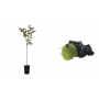 Pianta di Uva Italia Nera (Vitis Vinifera) in fitocella