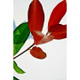Photinia Red Robin Vaso cm 14