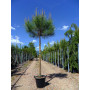 Pinus Halepensis (Pino D aleppo) astone vaso 15x15x20