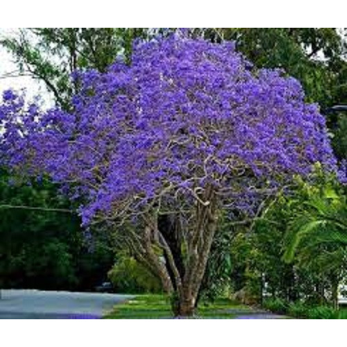 Jacaranda