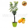 Pianta di Mandarino Cinese Kumquat in Vaso verde anice da 30 cm