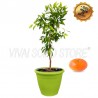 Pianta di Mandarino Clementino in Vaso verde anice da 40 cm