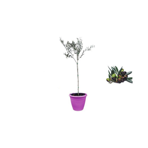 Pianta di Olivo Cipressino in Vaso viola da 35 cm