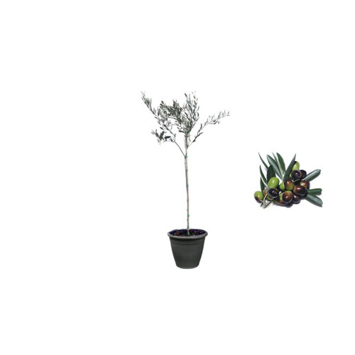 Pianta di Olivo Cipressino in Vaso antracite da 35 cm