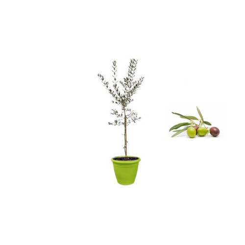 Pianta di Olivo Bella di Spagna in Vaso verde anice da 35 cm