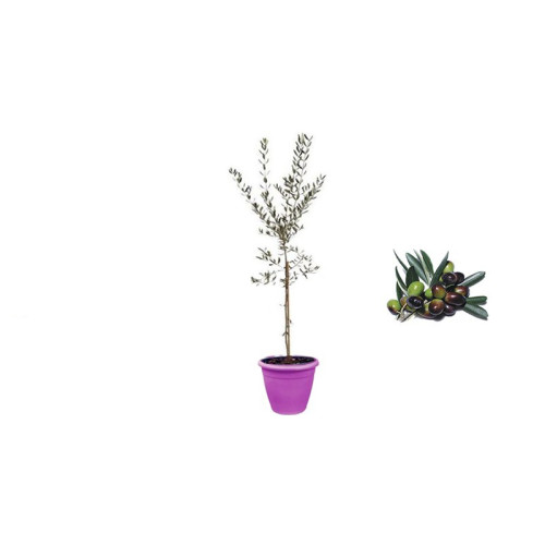 Pianta di Olivo Leccino in Vaso viola da 30 cm