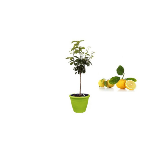 Pianta di Bergamotto in Vaso verde anice da 35 cm