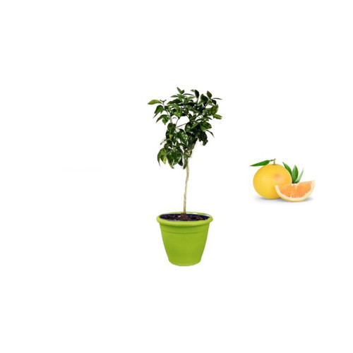 Pianta di Pompelmo Giallo in Vaso verde anice da 40 cm