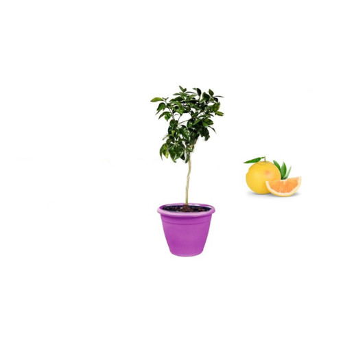 Pianta di Pompelmo Giallo in Vaso viola da 40 cm