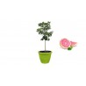 Pianta di Pompelmo Rosa in Vaso verde anice da 40 cm