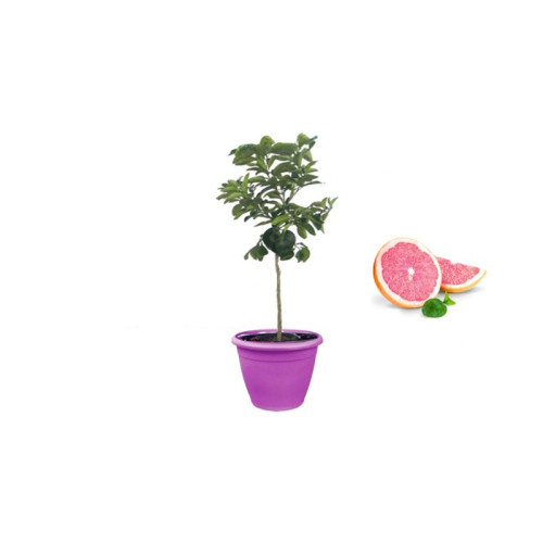 Pianta di Pompelmo Rosa in Vaso viola da 40 cm