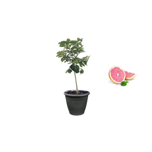 Pianta di Pompelmo Rosa in Vaso antracite da 40 cm