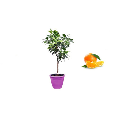 Pianta di Arancio Brasiliano in Vaso viola da 35 cm