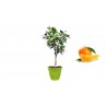Pianta di Arancio Brasiliano in Vaso verde anice da 40 cm