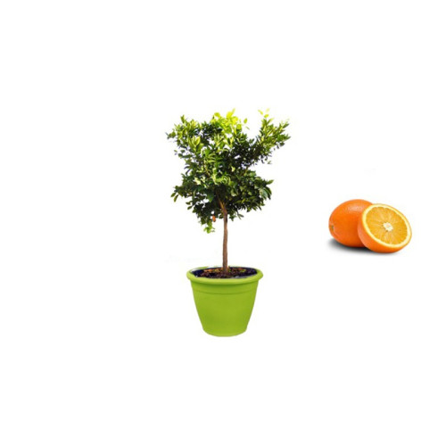 Pianta di Arancio Washington in Vaso verde anice da 40 cm