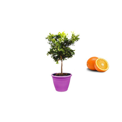 Pianta di Arancio Washington in Vaso viola da 40 cm