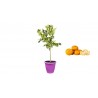 Pianta di Mandarino Tardivo di Ciaculli in Vaso viola da 35 cm