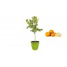 Pianta di Mandarino Tardivo di Caciulli in Vaso verde anice da 35 cm
