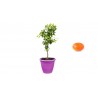 Pianta di Mandarino Clementino in Vaso viola d 40 cm