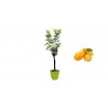 Pianta di Mandarino Cinese Kumquat in Vaso verde anice da 30 cm