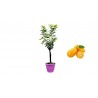 Pianta di Mandarino Cinese Kumquat in Vaso viola da 30 cm