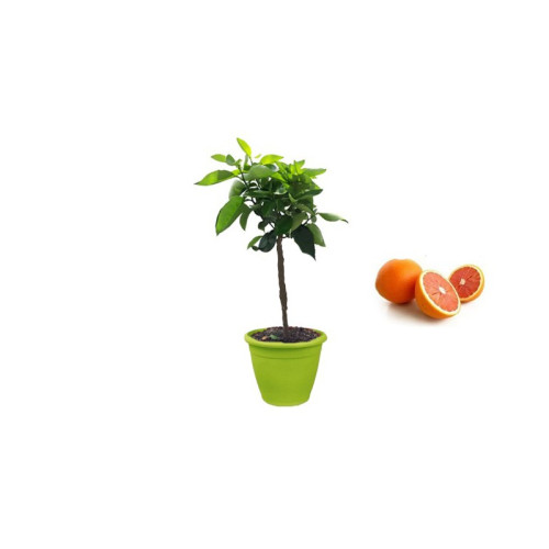 Pianta di Arancio Navel Cara Cara in Vaso verde anice da 35 cm