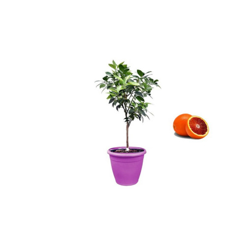 Pianta di Arancio Sanguinello in Vaso viola da 40 cm