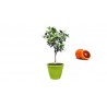 Pianta di Arancio Sanguinello in Vaso verde anice da 40 cm